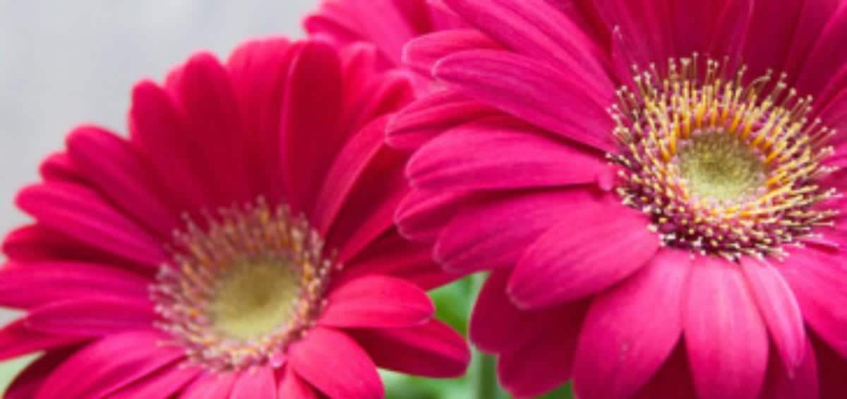 Two vibrant pink gerbera daisies in bloom, surrounded by green leaves, with a soft, blurred background.