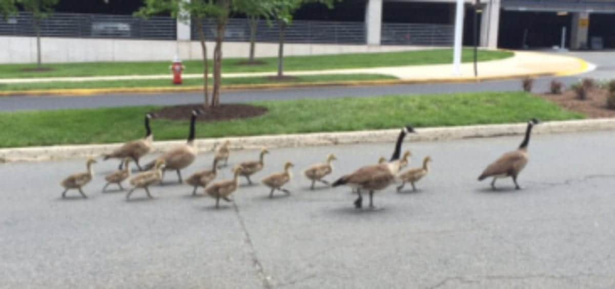 A group of adult geese and goslings walk across a paved road with a parking structure and greenery in the background.